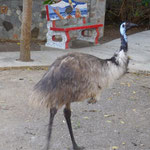 Das Emu ist leicht agressiv