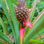 Ananas