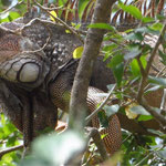 Leguan
