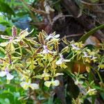 Mami, hier wäre dein Orchideenparadies