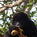 Bananen futtern sie wirklich gerne