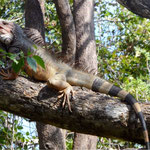 Leguan