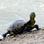 Unser Schildkrötenbesuch