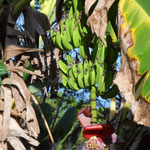 Worum isch d Banane chrumm?