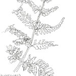 Im Buchsiwald, Tinte 15x15 cm 