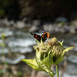 Besucher