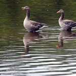 Wildgände am Kirnbergsee