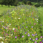 Blumenpracht auf den Golfplatz Sigmaringen