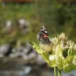 Besucher