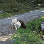 Belisha und Ayscha