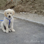 Belisha unser neues Familienmitglied im Sommer 2006