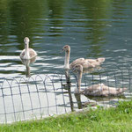 Neugierige Zaungäste beim Campingplatz Walchsee