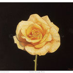 Orange Rose - Oil on wood - 7.5" x 8.5" - [Framed] 