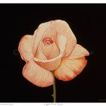 Light Pink Rose - Oil on wood - 7" x 8" - [Framed] 