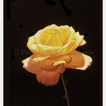 Yellow Rose - Oil on wood - 8.5" x 8"  - {Montoya Family Collection}