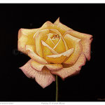 Yellow & Violet Rose - Oil on wood - 7.5" x 8.5" - [Framed]