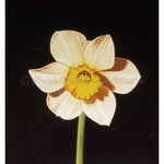 Daffodil - Oil on wood - 7'' x 6'' -  [Framed] 