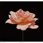 Pink Rose - Oil on wood - 7" x 8" - [Framed] 