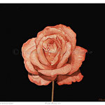 Pink Rose III - Oil on wood - 7'' x 8'' -  {Montoya Family Collection}