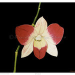 Orchid - Oil on wood - 5.5" x 7.25" - [Framed]