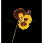 Pansy - Oil on wood - 7" x 6" - [Framed] 