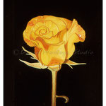 Yellow Orange Rose - Oil on wood - 5.5" x 7.5" - [Unframed]