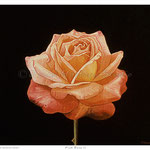 Pink Rose II - Oil on wood - 7" x 8" - [Framed] 