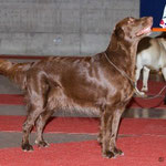 19.2.2011 Exposition Canine Internationale Fribourg, Gebrauchshundeklasse V1 CAC/CACIB -> nun ist Kiri Schweizer Schönheitschampion