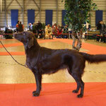 Exposition Canine International Fribourg, 21.2.2009, V 4