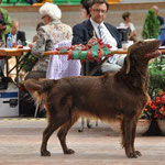 La Romandie, Avenches, 23.9.2012, Workingclass, V1 CAC & Best Gundog of Breed