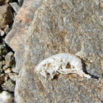 Crevette (Ommatogammarus sp.)