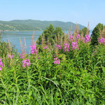 Epilobe en épi (Epilobium angustifolium)