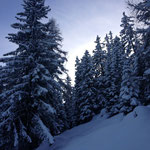 Verschneiter Wald im Fieschertal