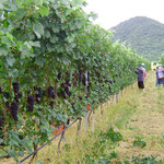 Shiraz Vines, Hua Hin Hills, Thailand