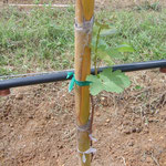 Field Grafting of Vines - A Common Practice in Tropical Vineyards