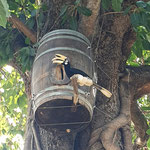 Great Hornbill Nesting in Old Barrique Barrels at Hua Hin Hills, Thailand