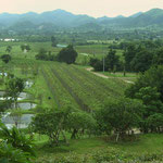 Landscape Hua Hin Hills Vineyards, Thailand