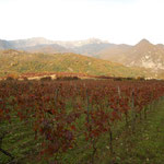 Vineyard with Tinturien Vines for Leaf Production in Georgia