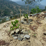 Single Vine Rock Mulching - Reduces Evaporation and Weeds While Increasing Soil Temperatures, Kewalpur, Nepal