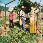 Pruning in Overhead Trellis System, Pak Chong, Khao Yai, Thailand