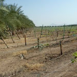 Vineyard in the Desert at Luxor, Egypt