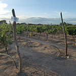 Makutupora Red - A Well-Performing Variety with Enigmatic Origin at Makutupora Trial Vineyards, Tanzania