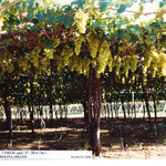 Yield of Italia Grapes in Petrolina, North-Eastern Brazil