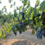 Makutupora Red Grapes at Makutupora Trial Vineyards, Tanzania