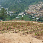 Rows With The Slope Are The Exception at Kewalpur Vineyards, Nepal