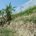 Terraces at Kewalpur Vineyard, Nepal