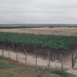 Table Grape Production, Piura, Northern Peru