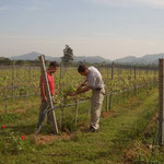 Thinning Out of Shoots, Hua Hin Hills, Thailand