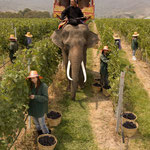 Promotion Elephant During Grape Harvest at Hua Hin Hills Vineyard, Thailand  