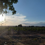 Sunset at the Trial Vineyard in Makutupora, Tanzania